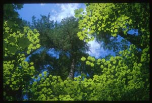 photo of trees from Kentucky Falls, Oregon