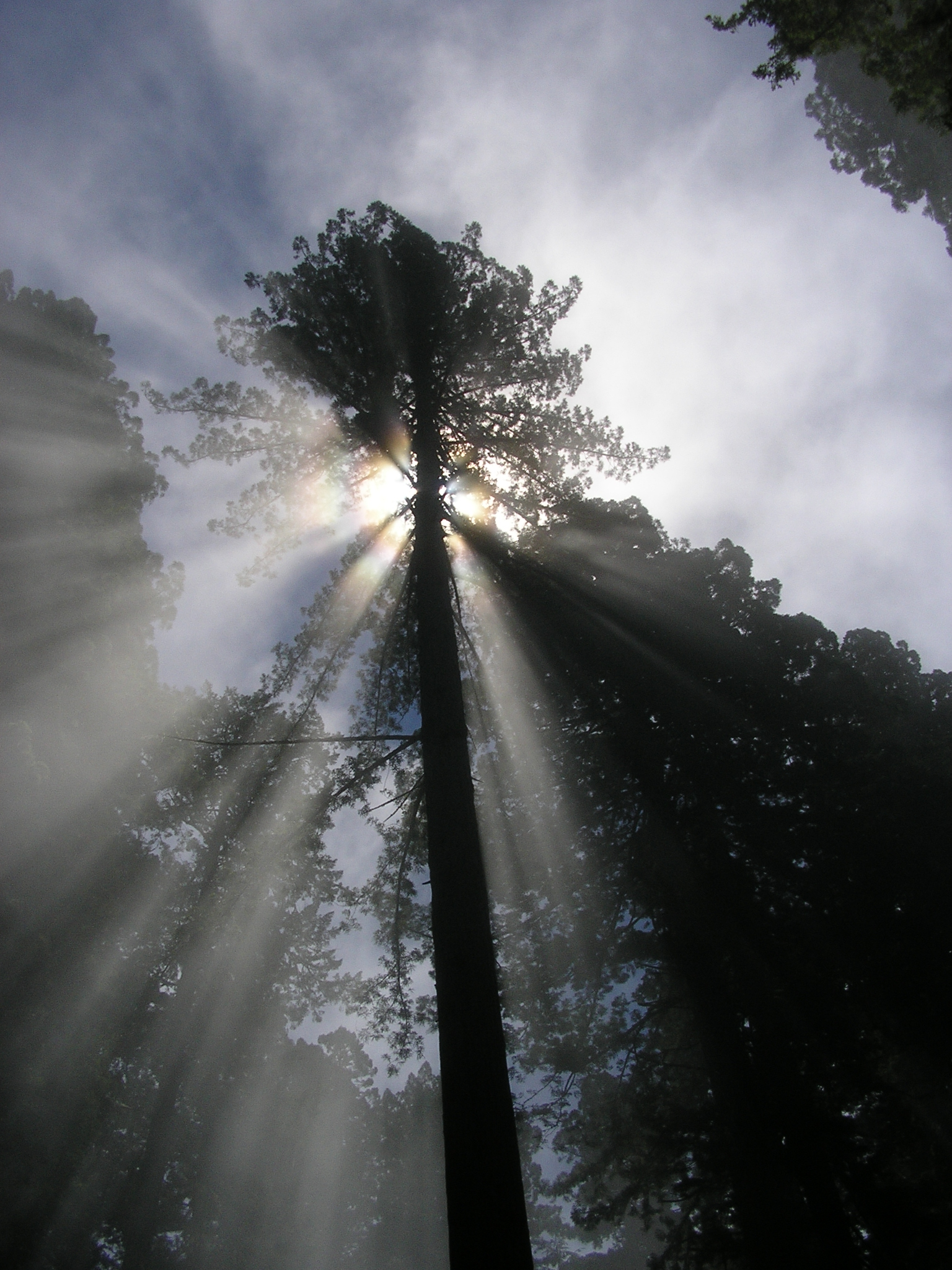 redwood