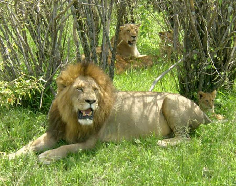 lions