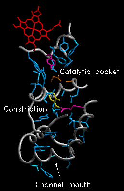 active site channel