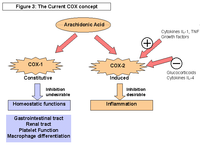 COX-1 and 2's biochemistry