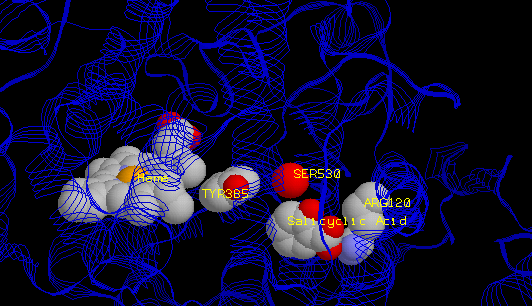 active site of COX-1 with labels