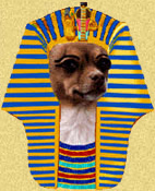 Brown Chihuahua in Pharaoh's headdress