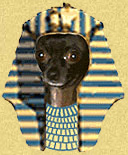 Black Chihuahua in Pharaoh's headdress