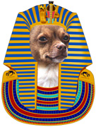 Brown Chihuahua in a Pharaoh's headdress