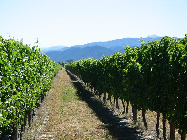 Long Row of Vines