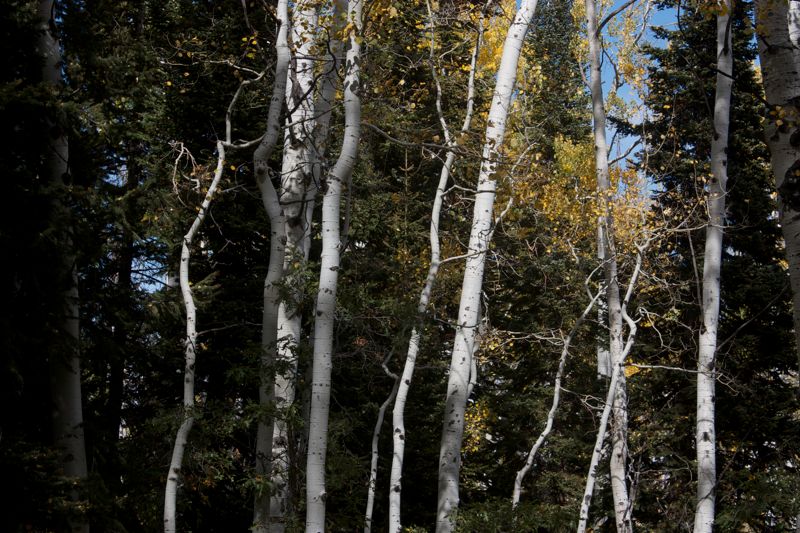 bent aspens