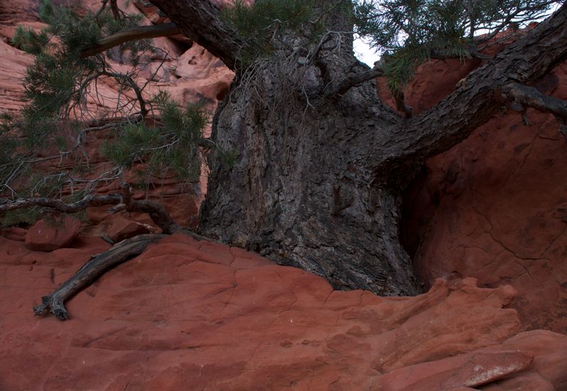 emerging tree