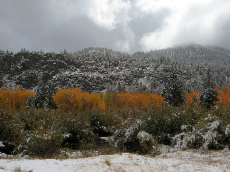 North Lake aspens