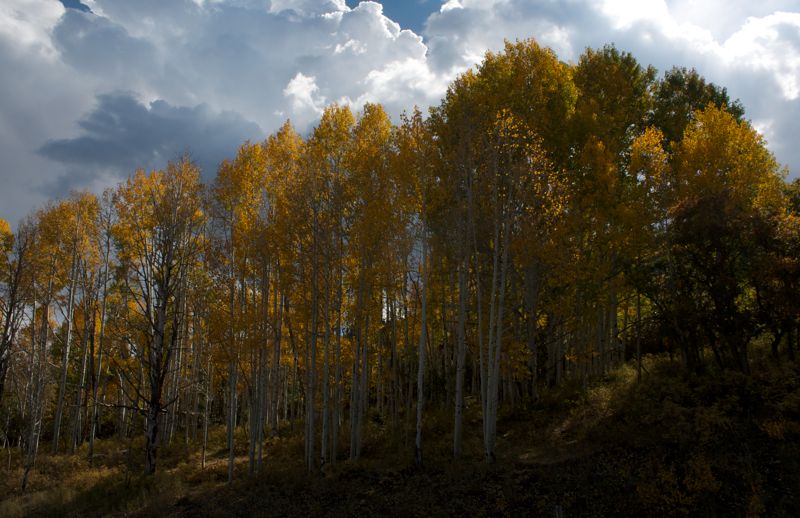 aspens