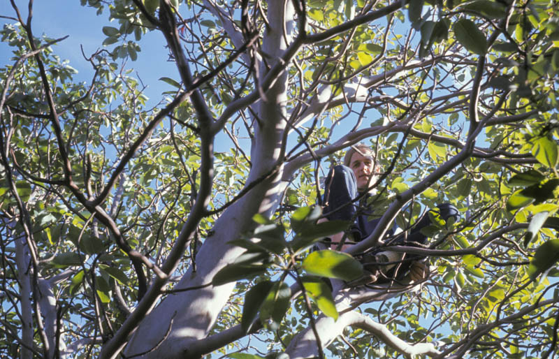 up a tree