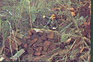 [ground crew on helicopter logging job]