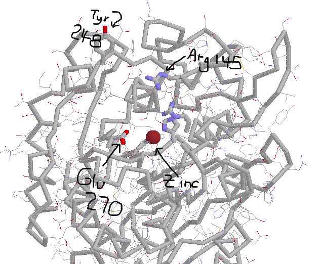 Carboxypeptidase A without substrate