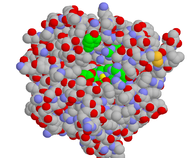 Carboxypeptidase A without substrate