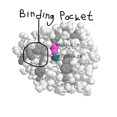 chymotrypsin