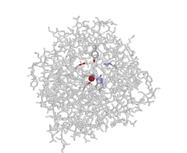 Carboxypeptidase A