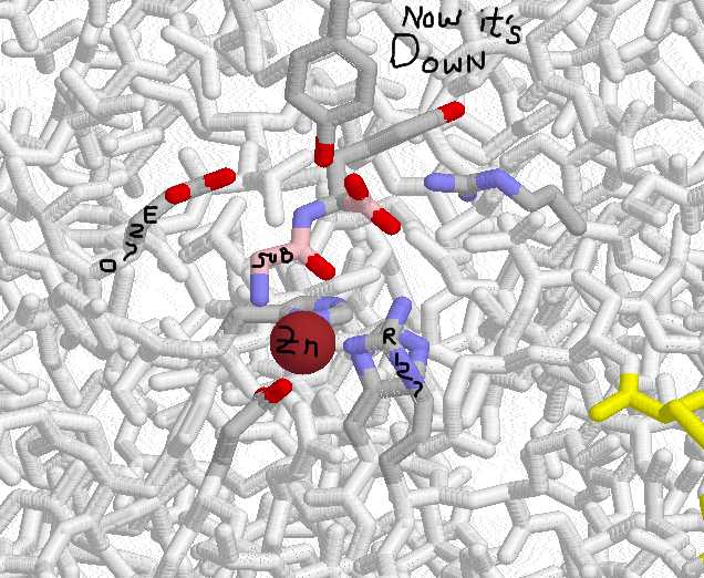 CARBOXYPEPTIDASE A WITH SUBSTRATE (pink)