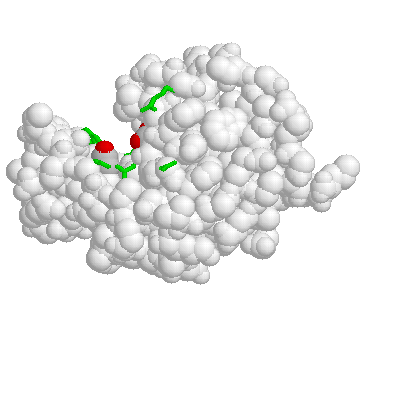 lysozyme