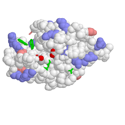 lysozyme