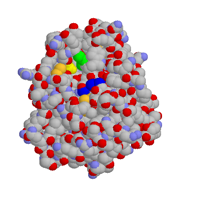 Trypsin