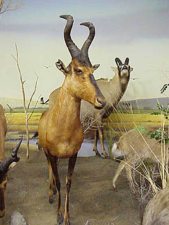 African Antelope