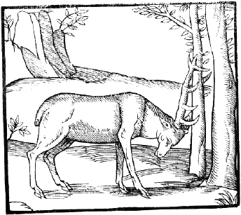 woodcut of roe buck