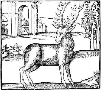 woocut of a stag
