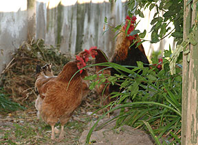 chickens of Mir