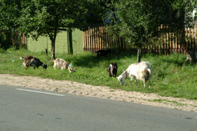 Goats of Mir